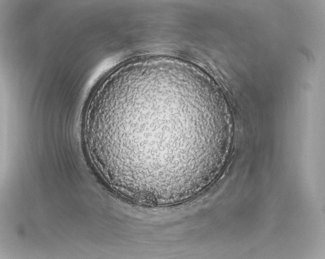 X0000116040006200912041821