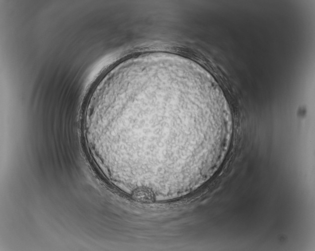 X0000116040006200912111451