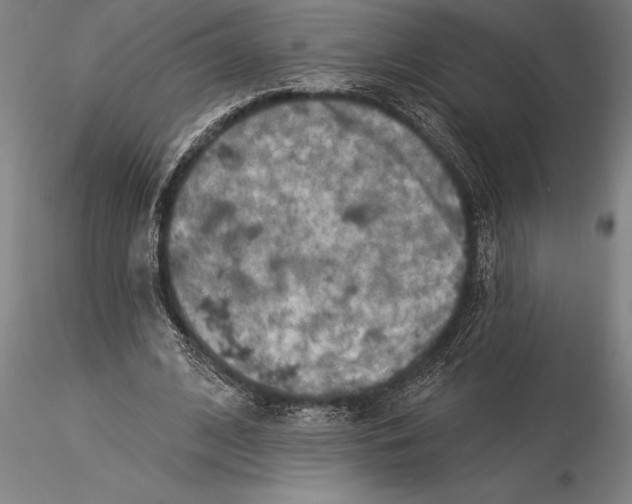 X0000116040584200912111441