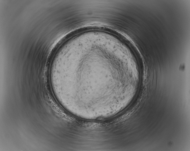 X0000116040783200912111438