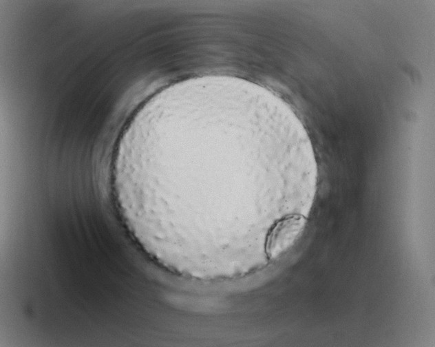X0000116040002200912312241