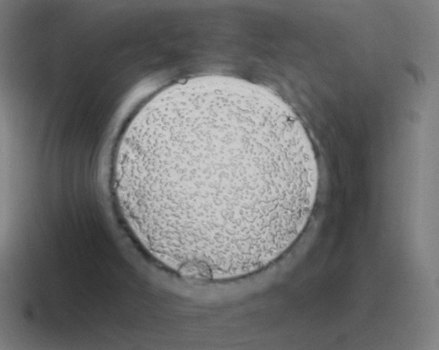 X0000116040006200912312241