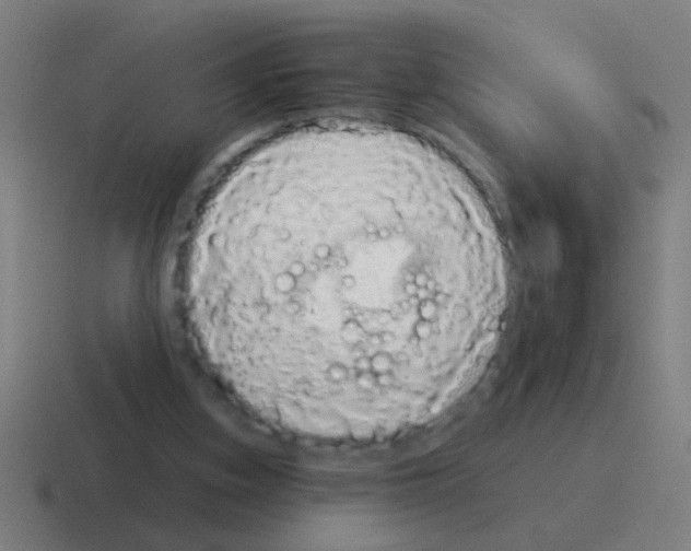 X0000116040155200912312239