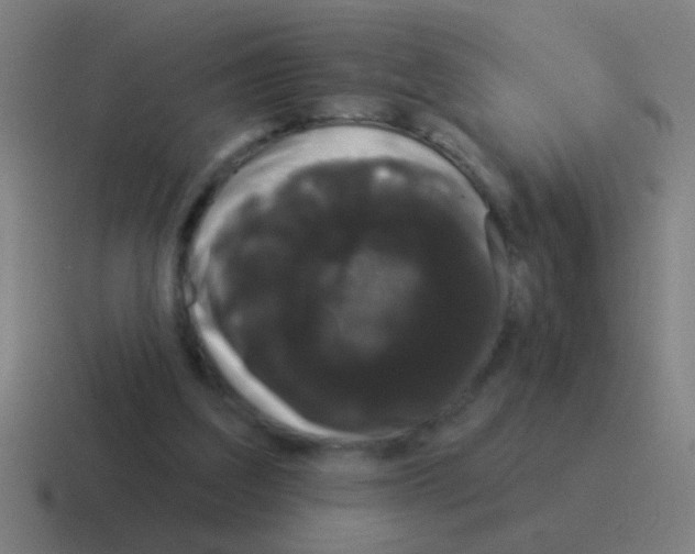 X0000116040203200912312239