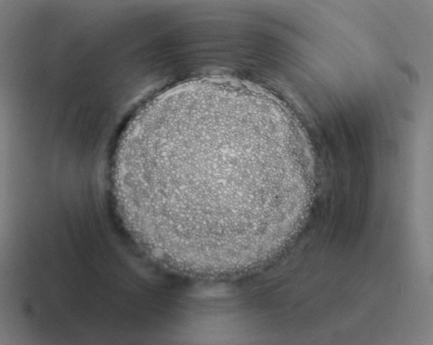 X0000116040354200912312237