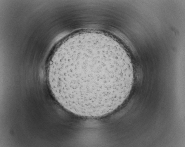 X0000116040974200912312229