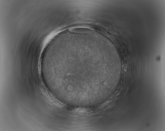 X0000116050294200912111511