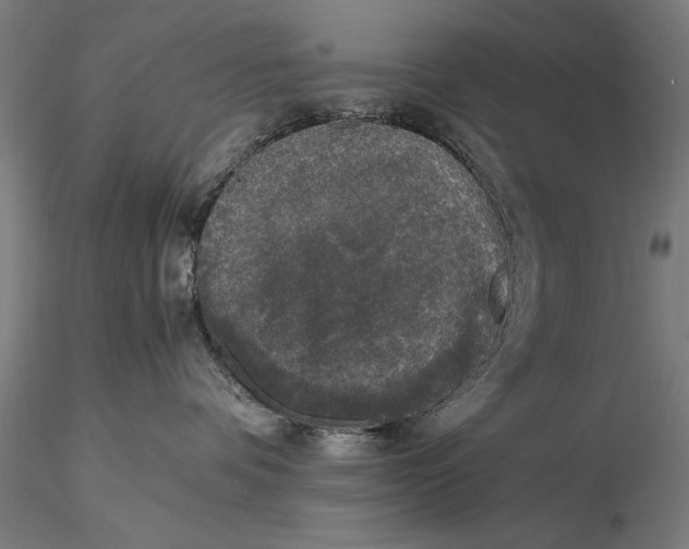 X0000116050336200912111510