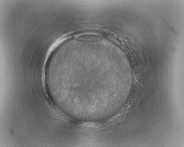 X0000116050294200912181257