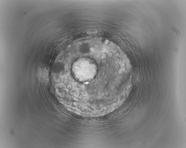 X0000116051106200912181245