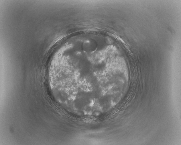 X0000116051255200912181244