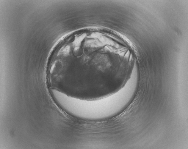 X0000116051327200912181243