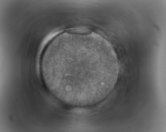 X0000116050294200912312257