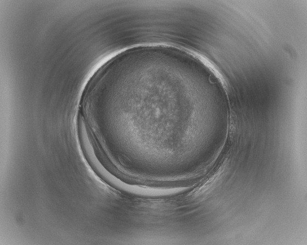 X0000116060951200912041851