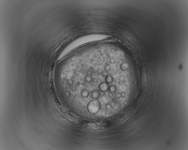X0000116060367200912111534