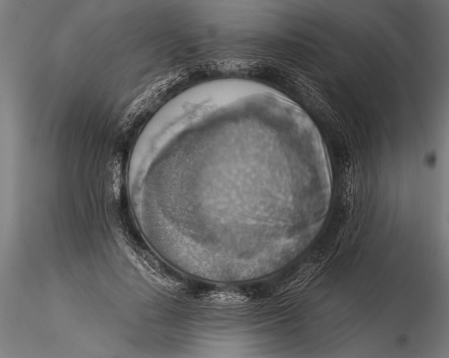 X0000116060644200912111529