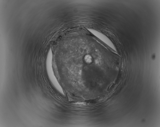 X0000116060661200912111529