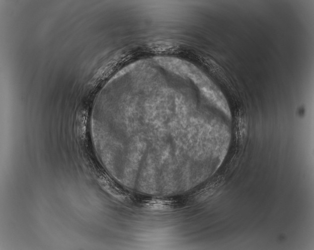 X0000116060664200912111529