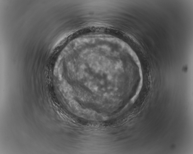 X0000116060775200912111527