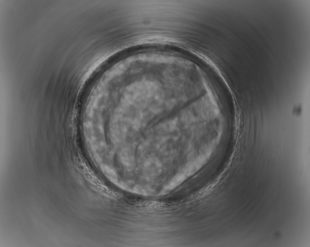 X0000116060783200912111527