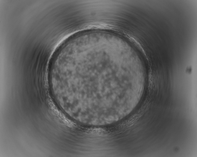 X0000116060784200912111527