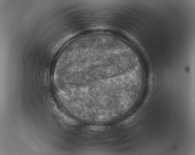 X0000116060825200912111526