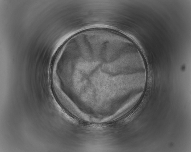 X0000116060910200912111525