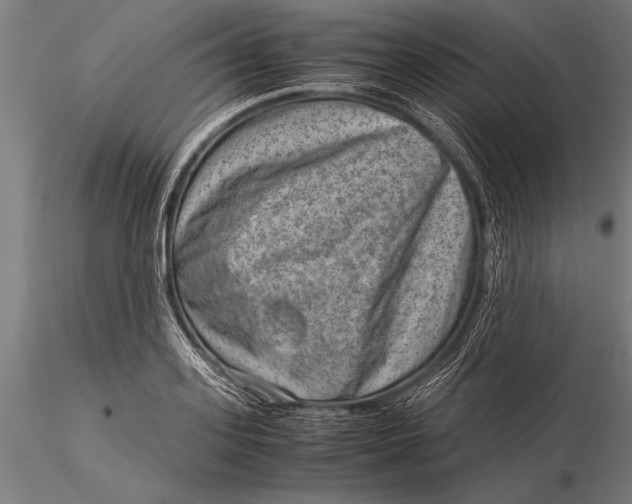 X0000116060939200912111524