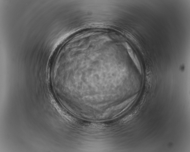 X0000116060981200912111524