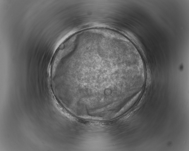 X0000116061198200912111520