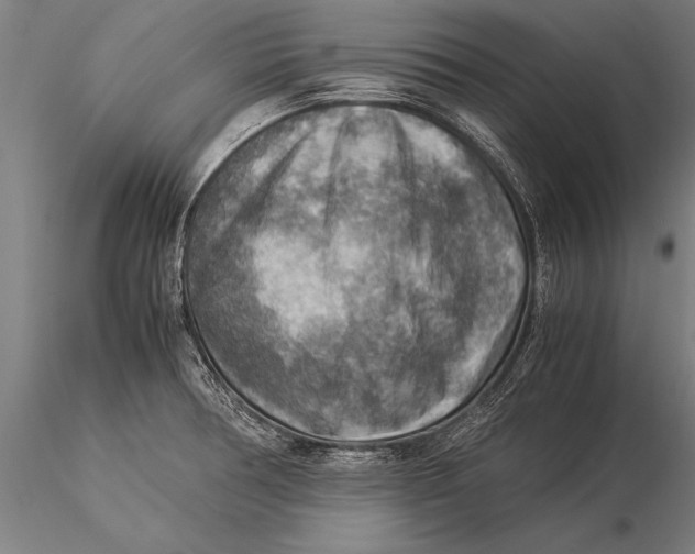 X0000116061378200912111517