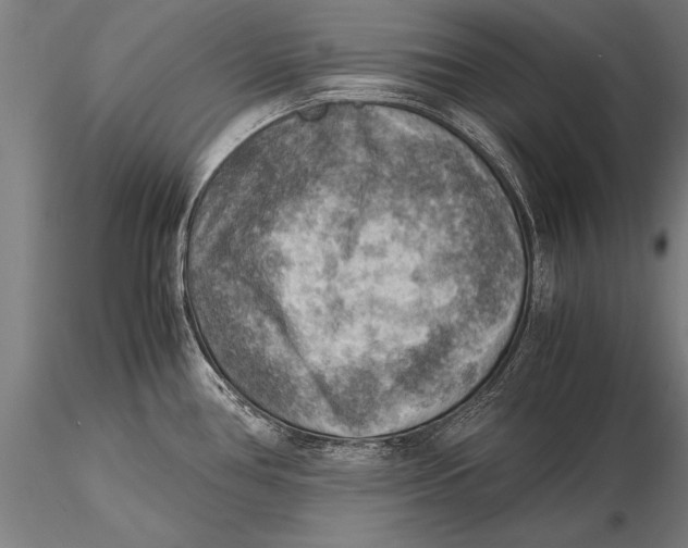 X0000116061386200912111517