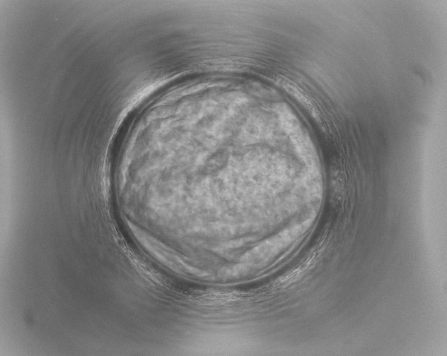 X0000116060981200912181309