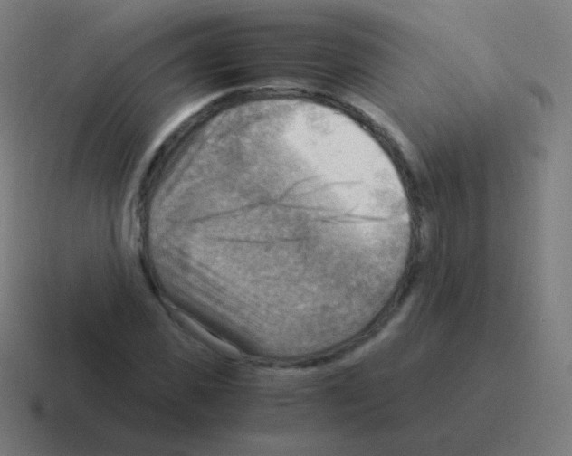 X0000116060925200912312309