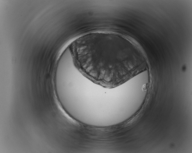 X0000116100855200911230930