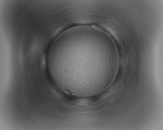 X0000116100115200911231133