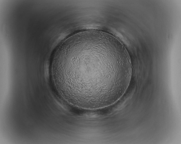 X0000116100299200911231131