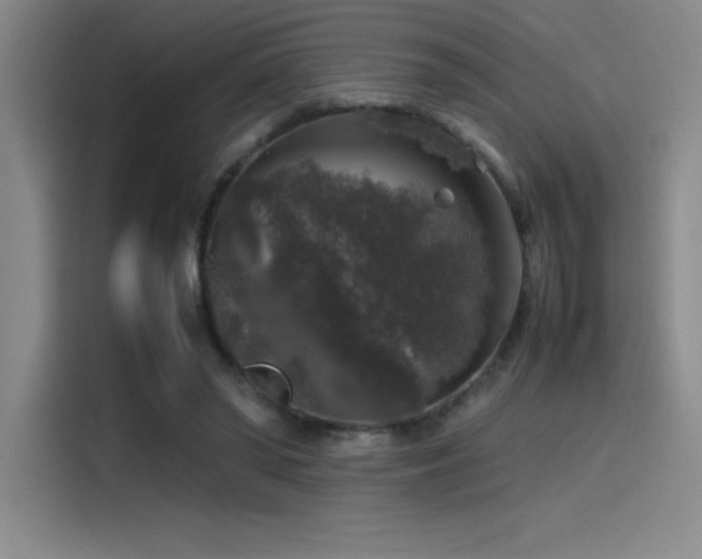 X0000116100398200911231129