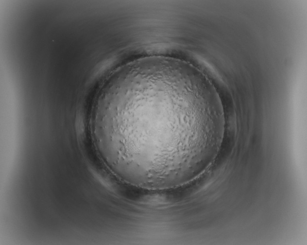 X0000116100687200911231126