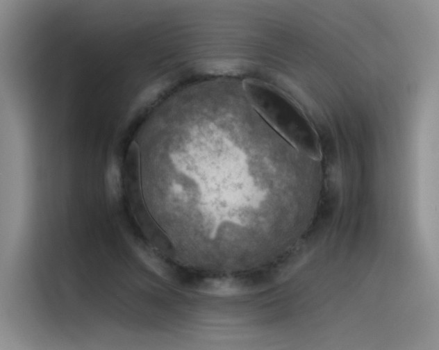 X0000116100688200911231126