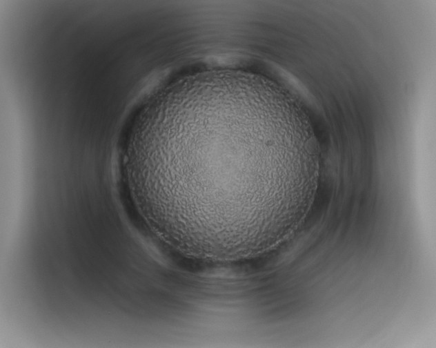 X0000116100738200911231125