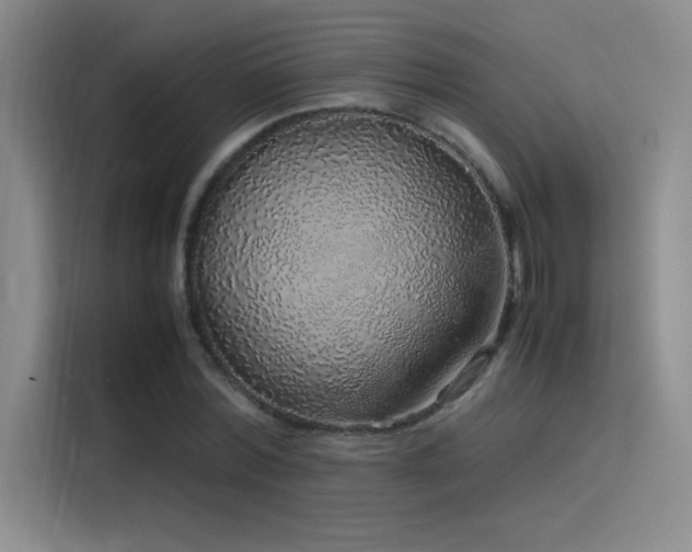 X0000116100780200911231124