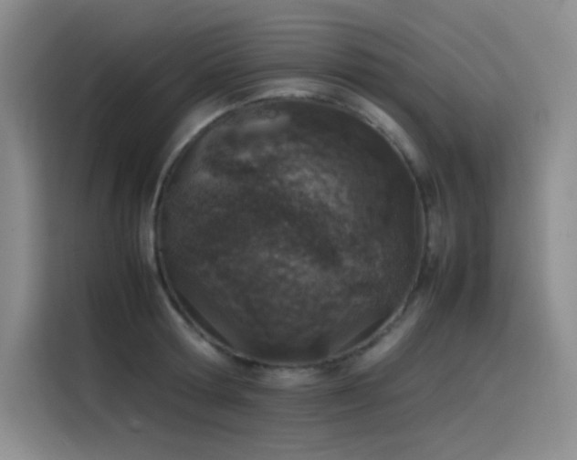 X0000116100802200911231124