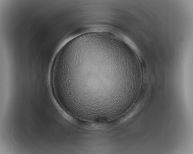 X0000116100803200911231124