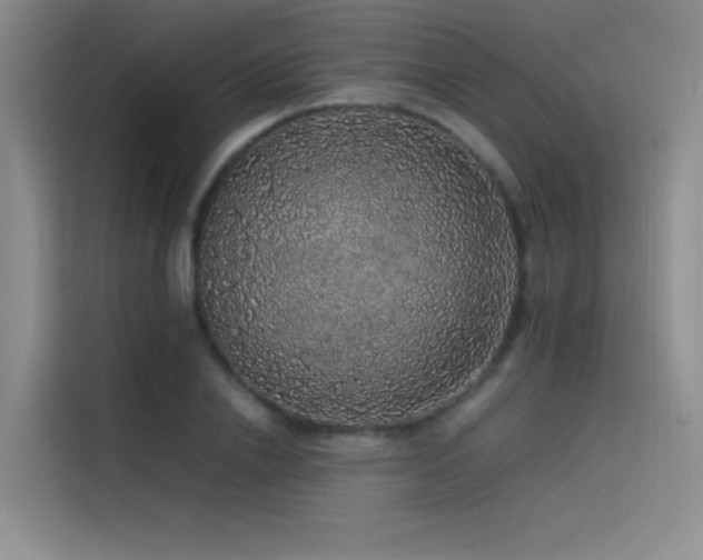 X0000116100838200911231124