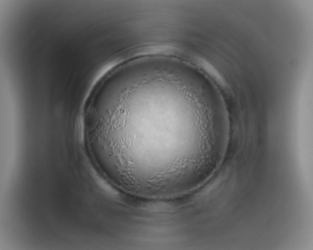 X0000116101079200911231121