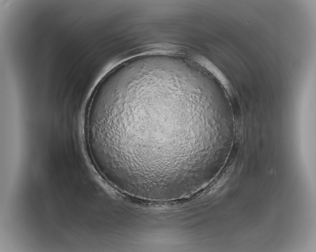 X0000116101099200911301058