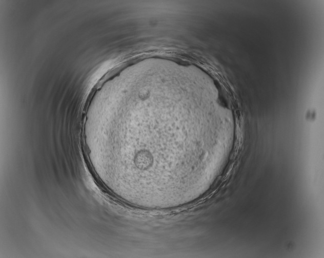 X0000116100003200912071310