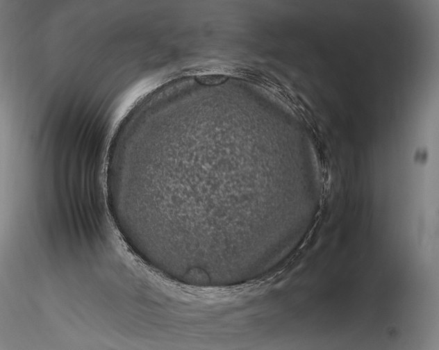 X0000116100006200912071310