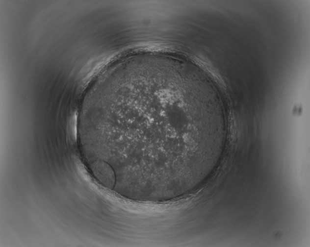 X0000116100014200912071310